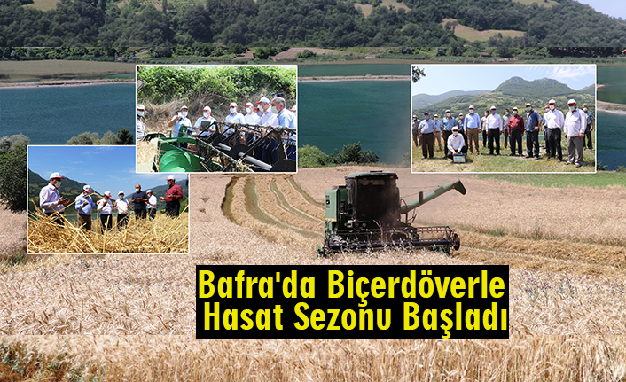Bafra'da Biçerdöverle Hasat Sezonu Başladı