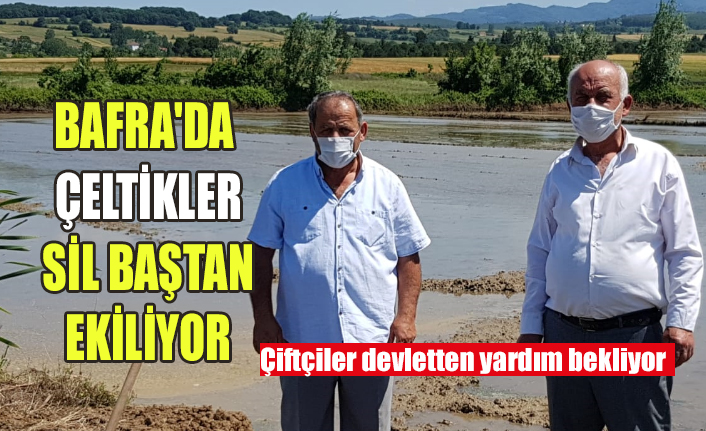 BAFRA'DA ÇELTİKLER SİL BAŞTAN EKİLİYOR