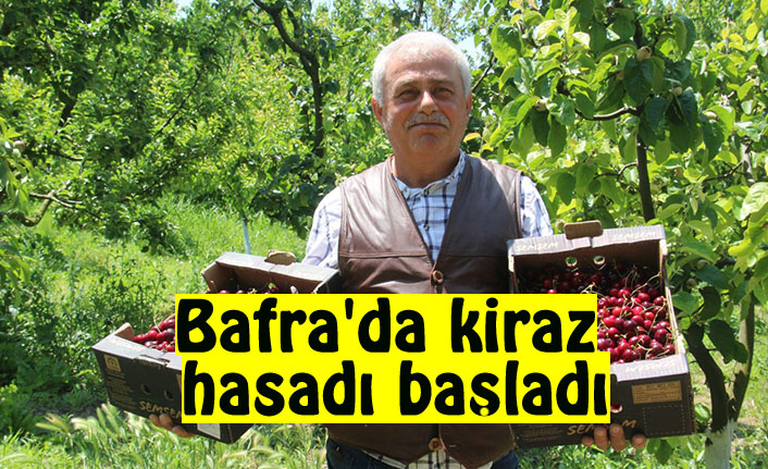 Bafra'da kiraz hasadı başladı