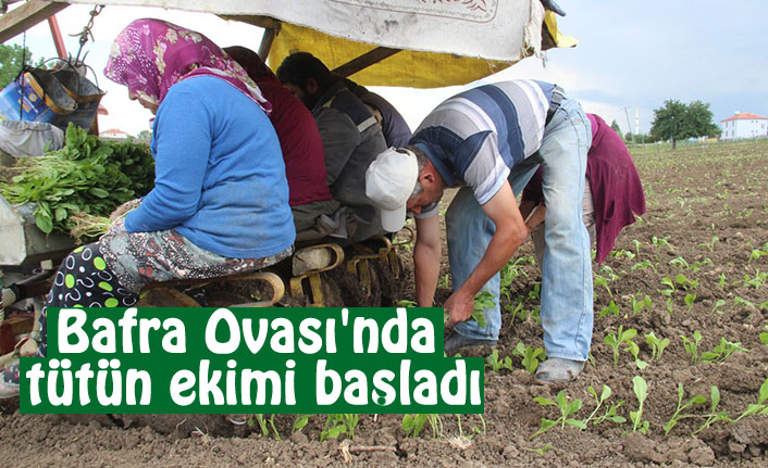 Bafra Ovası'nda tütün ekimi başladı