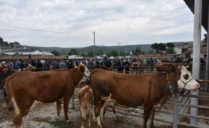 Boyabat'ta canlı hayvan pazarı 3 ay aradan sonra açıldı