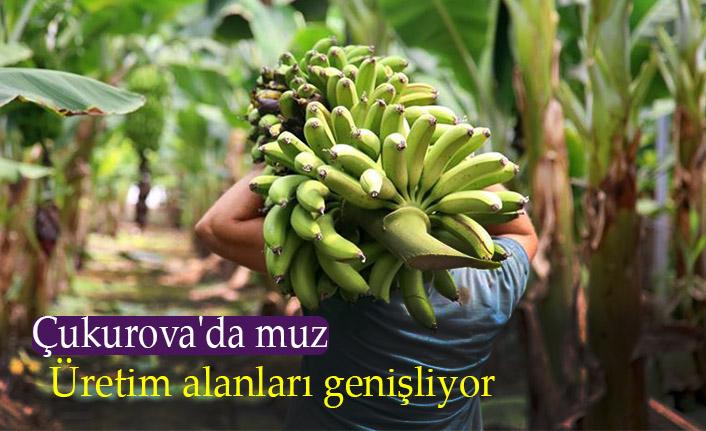 Çukurova'da muz üretim alanları genişliyor