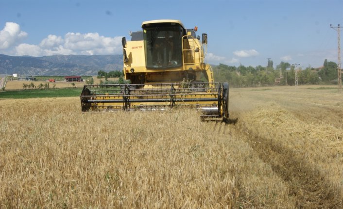 Gümüşhacıköy’de hububat hasadı başladı