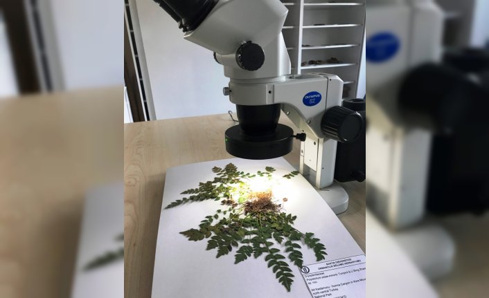 Küre Dağları'nda yeni bir endemik bitki türü keşfedildi