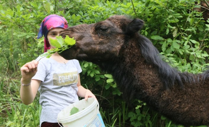 Liseli Selvi pandemi sürecini develeriyle ilgilenerek geçiriyor