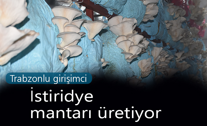 Trabzonlu girişimci istiridye mantarı üretiyor
