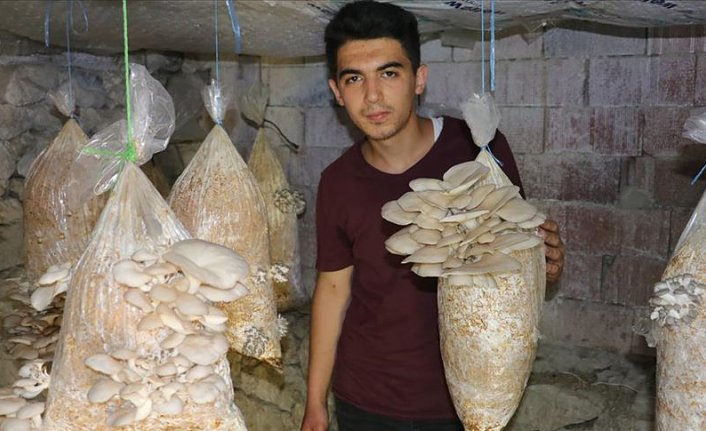 Üniversite öğrencisi Kovid-19 salgını sürecinde mantar yetiştiricisi oldu