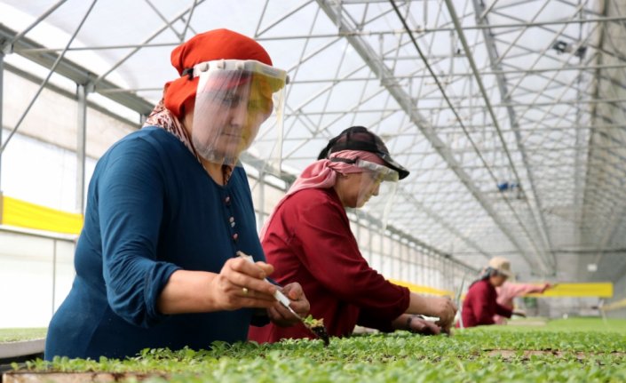 Zonguldak'ta ürettiği fideleri ülkenin dört bir yanına gönderiyor