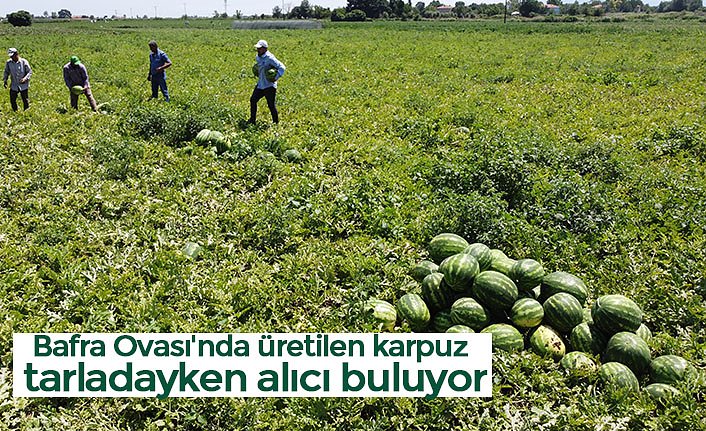 Bafra Ovası'nda üretilen karpuz tarladayken alıcı buluyor
