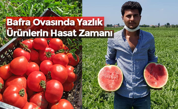 Bafra Ovasında Yazlık Ürünlerin Hasat Zamanı