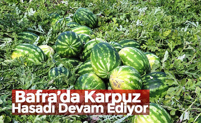 Bafra’da Karpuz Hasadı Devam Ediyor