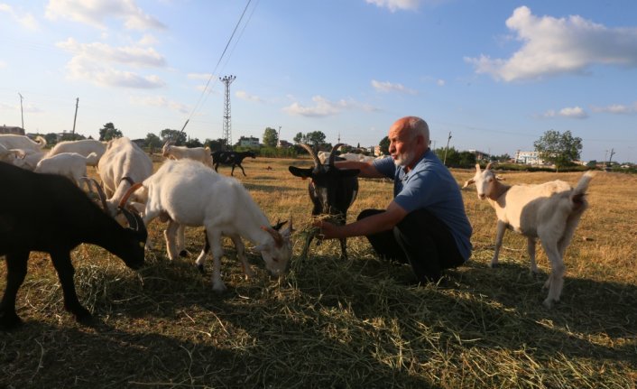 Bağışıklık sistemini güçlendirmek isteyenler keçi sütüne ilgi gösteriyor