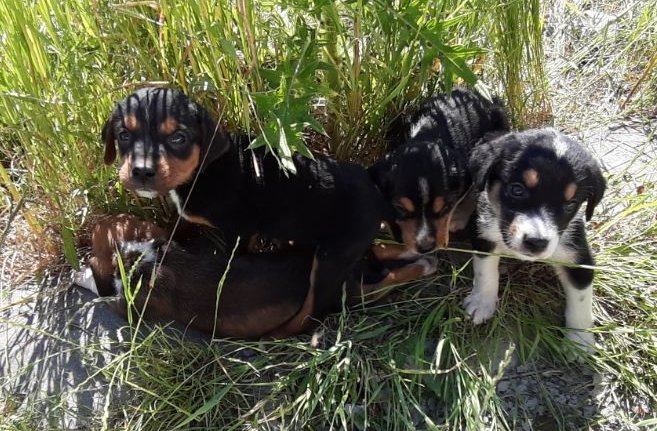 Bolu'da başıboş köpek ve 7 yavrusuna ilçe sakinleri sahip çıktı
