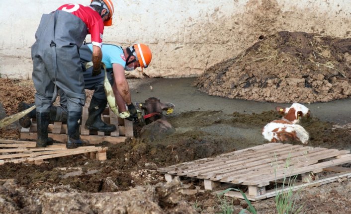 Bolu'da gübre yığınına saplanan buzağıları itfaiye kurtardı