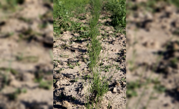 Dekan yardımcısı rol model olmak için lavanta üretimine başladı