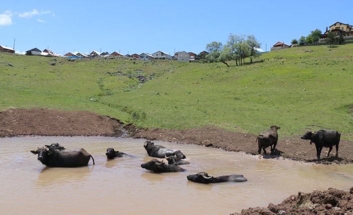 Ordu'nun yaylalarında mandalar için göletler oluşturuldu