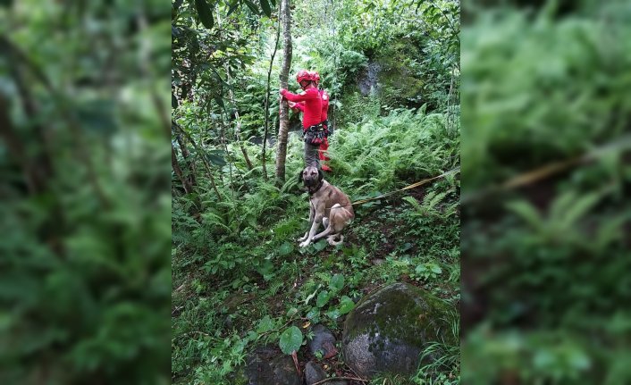 Rize'de taşan derede mahsur kalan köpek AKUT ekiplerince kurtarıldı