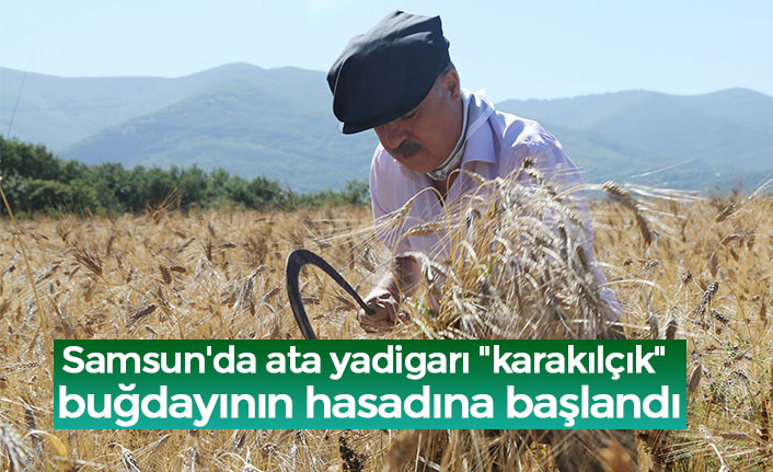 Samsun'da ata yadigarı "karakılçık" buğdayının hasadına başlandı