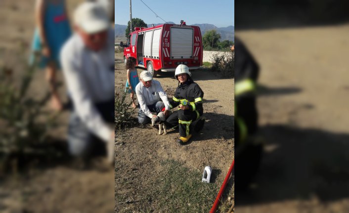 Tokat'ta kuyuya düşen kuzuyu itfaiye ekipleri kurtardı