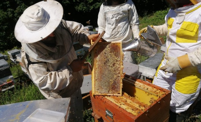 Yığılca'da kestane balı hasadı başladı