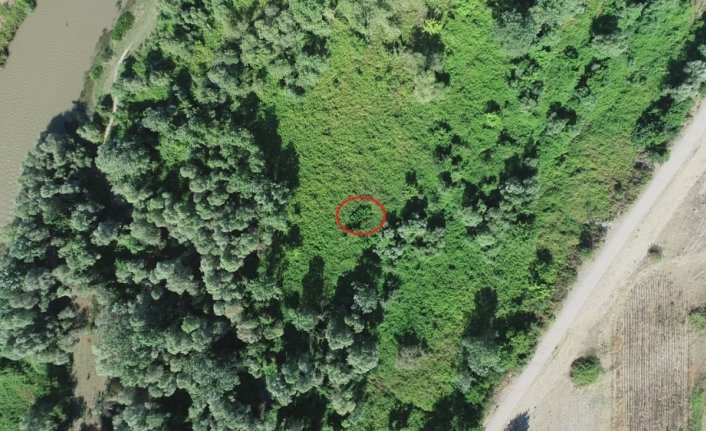 Amasya'da polis ekipleri drone yardımıyla ormanlık alanda 558 kök Hint keneviri ele geçirdi