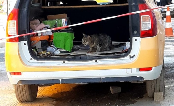 Annesi ölen kedi taksi durağının maskotu oldu