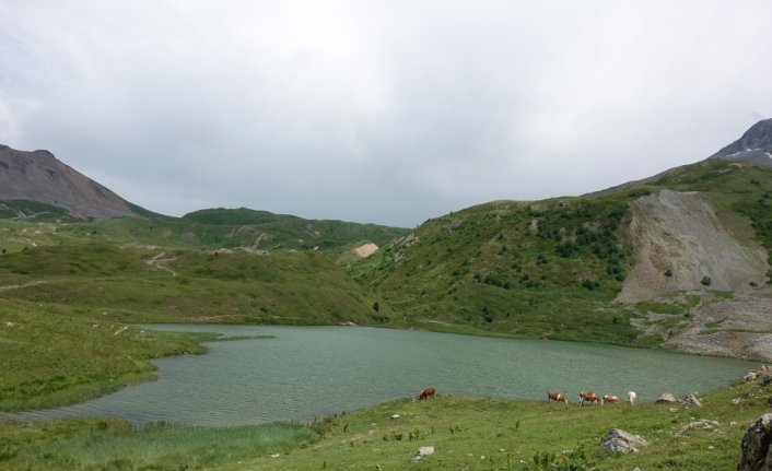 Artvin'in Arsiyan Yaylası sükunet arayan doğaseverleri ağırlıyor