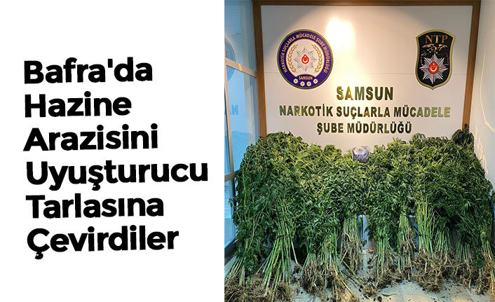 Bafra'da Hazine Arazisini Uyuşturucu Tarlasına Çevirdiler