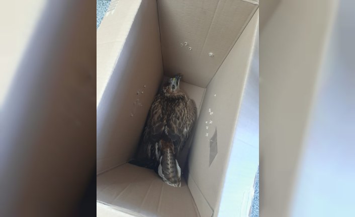 Bolu'da otobüsün çarptığı yaralı kartal tedavi ediliyor