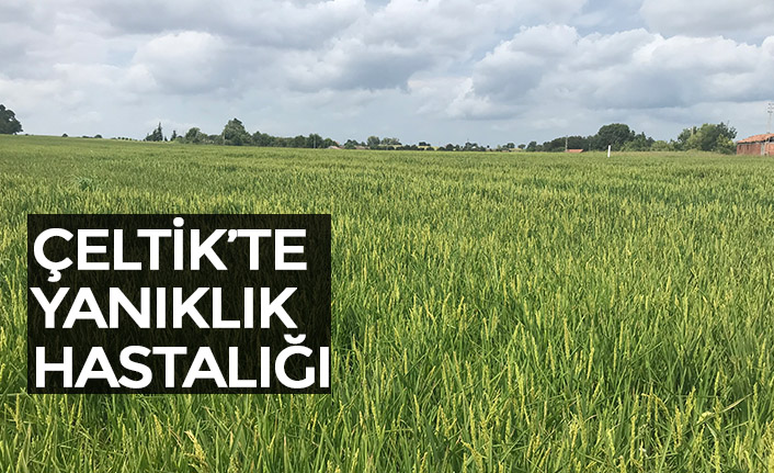 ÇELTİK’TE YANIKLIK HASTALIĞI