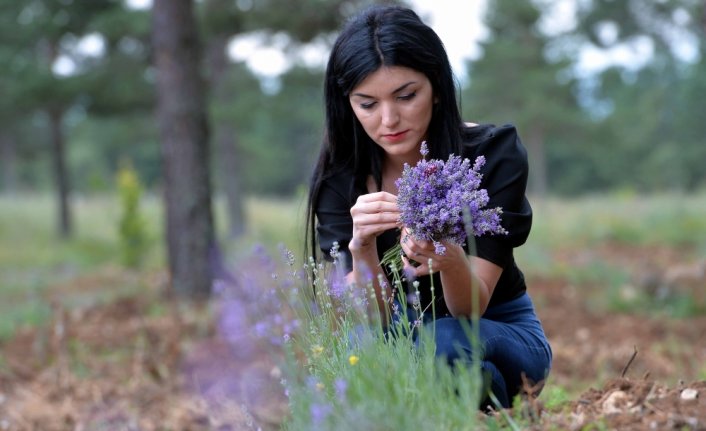 Lavanta ormanı Safranbolu'ya ekonomik değer katacak