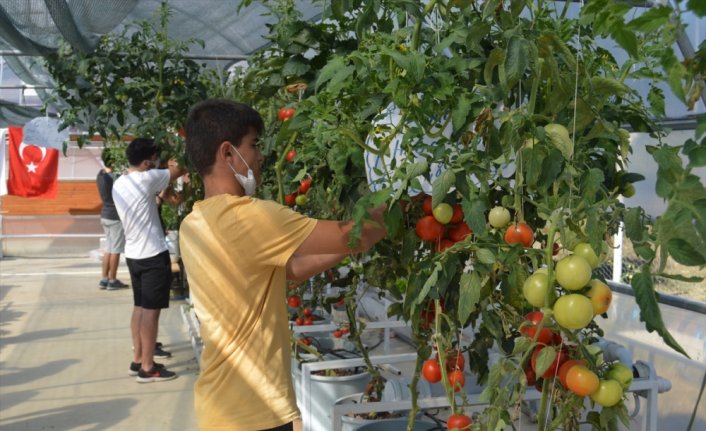 Liseli gençler robotik sistemli topraksız serada sebze meyve yetiştiriyor