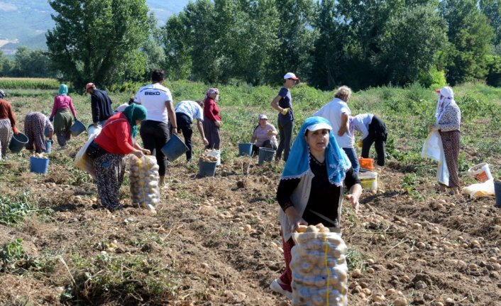 Niksar patatesi Türkiye'nin dört bir yanında sofraları lezzetlendiriyor