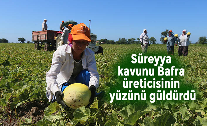 Süreyya kavunu Bafra üreticisinin yüzünü güldürdü