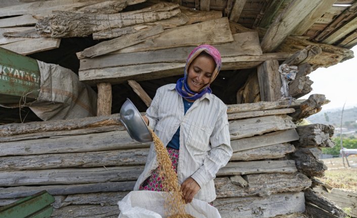 Tarım makinelerinin giremediği tarlaları kadınlar orakla biçiyor