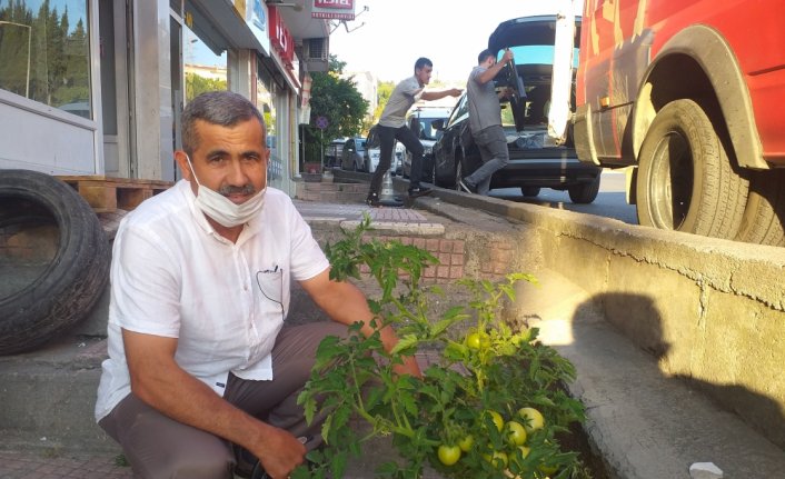 Alaplı'da kaldırımda yetişen domates görenleri şaşırtıyor