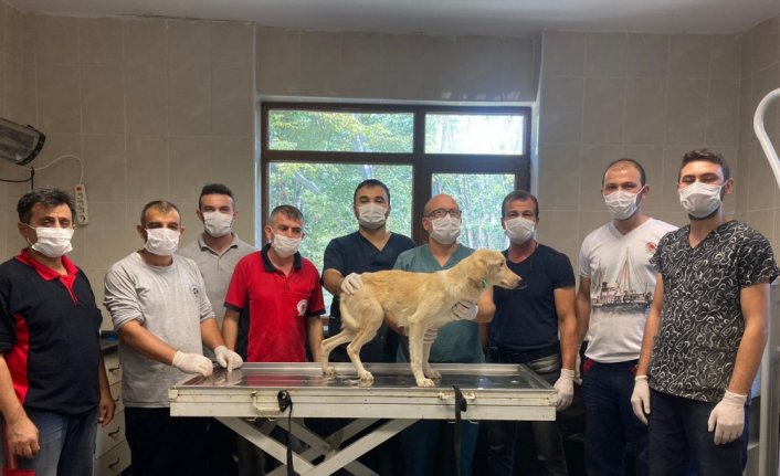 Ayağı kırık bulunan sokak köpeği ameliyatla tedavi edildi