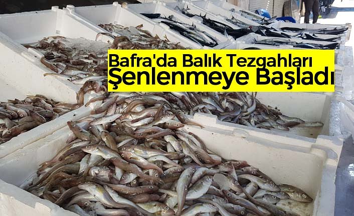 Bafra'da Balık Tezgahları Şenlenmeye Başladı