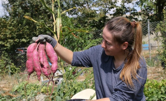 Bolu'da yetiştirilen tatlı patatesin hasadına başlandı