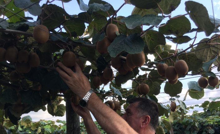 Çarşamba ilçesinde kivi üretimi