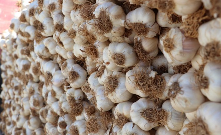 Coğrafi işaretli Taşköprü sarımsağı rağbet görüyor