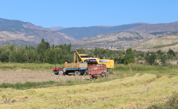 Coğrafi işaretli Tosya pirincinin hasadı başladı