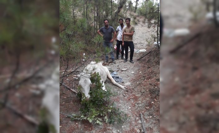 Karabük'te dereye düşen yaralı inek iş makinesiyle kurtarıldı