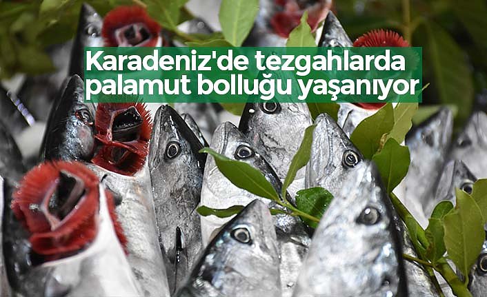 Karadeniz'de tezgahlarda palamut bolluğu yaşanıyor