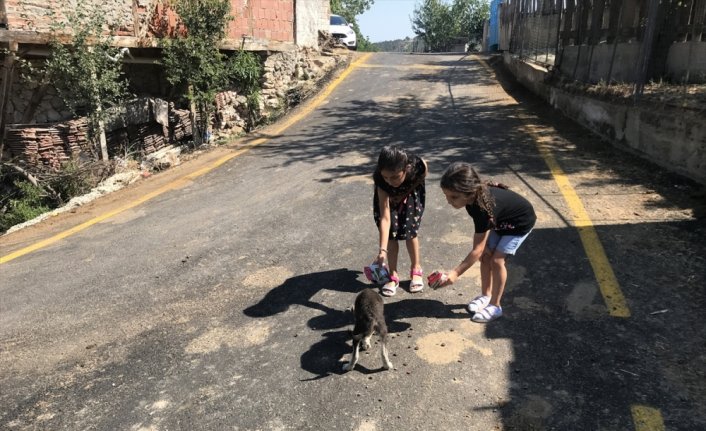 Kız kardeşler, bileklik satarak sokak hayvanlarına yiyecek alıyor
