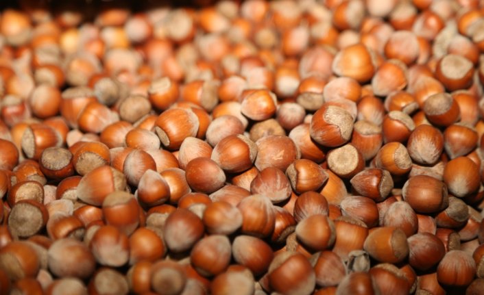 Pazara indirilen fındığın kalitesi sevindirdi