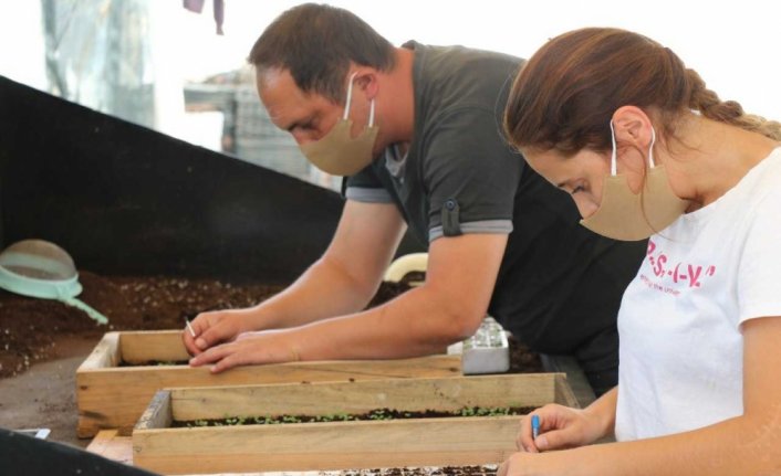 Safranbolu'nun refüjlerini menekşeler süsleyecek