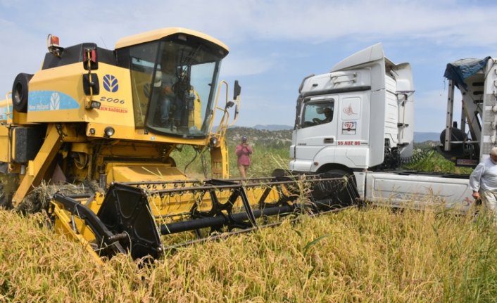 Sinop'ta çeltik hasadına başlandı