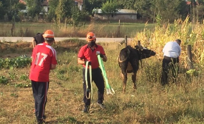 Sulama kanalına düşen buzağı itfaiye tarafından kurtarıldı