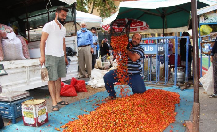 Taşova'da kuşburnu kilosu 7 liradan satılıyor